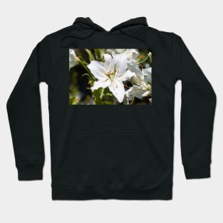 Simplicity Hoodie